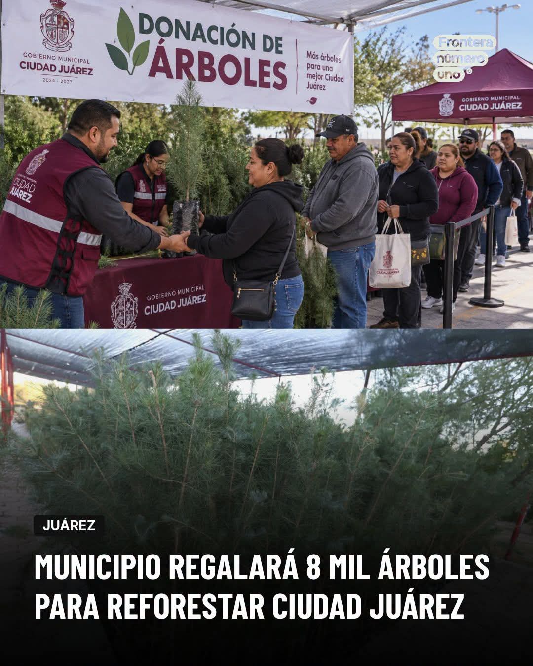 DONARÁ MUNICIPIO 8 MIL ÁRBOLES EN DIAS ESPECIFICOS